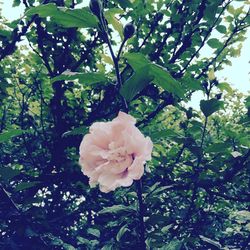 Close-up of pink flowers blooming in park