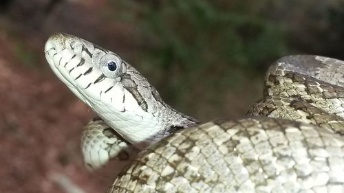 Close-up of lizard