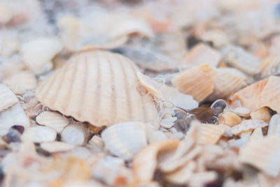 Full frame shot of scallop shells on the seashore on the sunny summer day