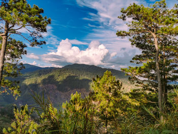 Scenic view of trees against sky