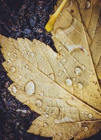 High angle view of wet leaves