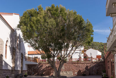 Trees and buildings against sky