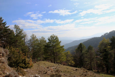 Trees in forest against sky