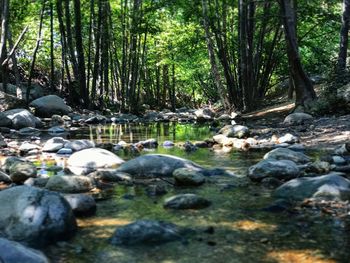 Scenic view of forest