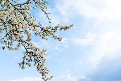 Low angle view of flowering tree against sky