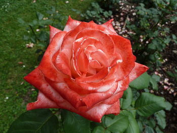 Close-up of red rose blooming outdoors