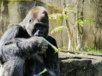 Gorilla eating plant in zoo