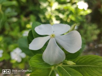 Close-up of white flowering plant