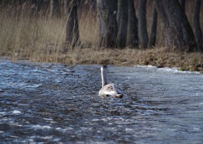 Dog in a lake