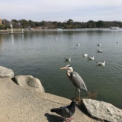 Seagulls perching on a lake