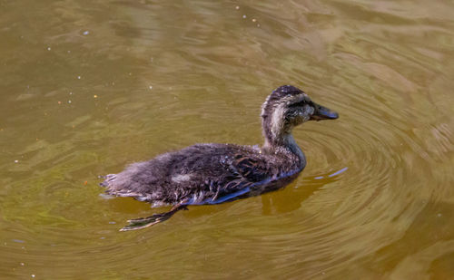 High angle view of duck swimming in lake