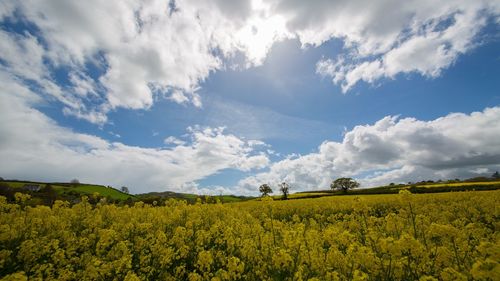 Scenic view of oilseed rape field against cloudy sky