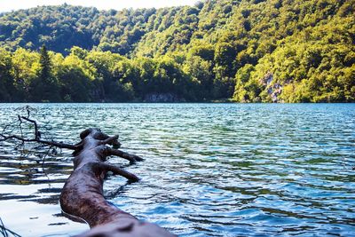 Driftwood in lake at plitvice lakes national park