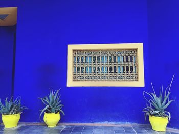 Close-up of yellow potted plant on table