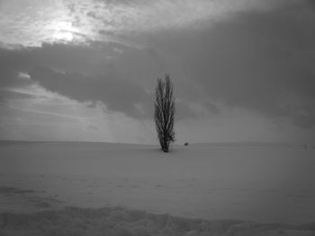 Bare tree on snow covered land against sky