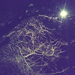 Bare trees in the dark
