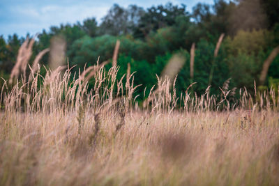 Grass growing on field