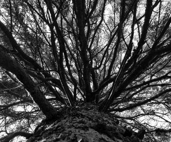 Low angle view of tree against sky