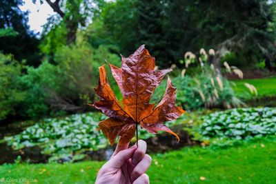 Close-up of hand holding maple leaf on field