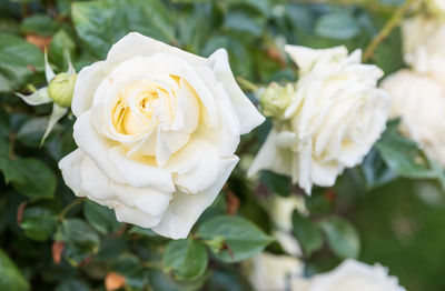 Close-up of white rose blooming outdoors