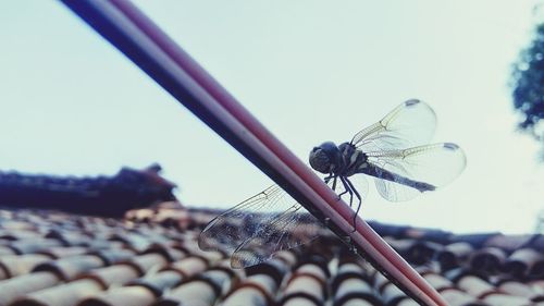 Close-up of butterfly perching on plant against sky