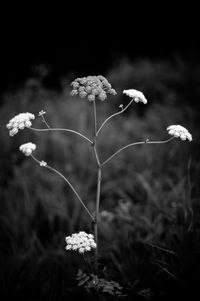 Close-up of flowering plant on land