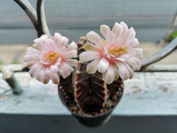 Close-up of pink flower pot