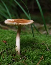 Close-up of mushroom growing on field