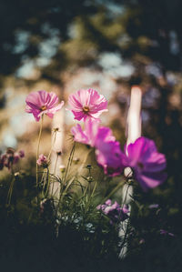 Close-up of pink flowering plants on land