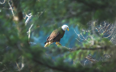 Bird perching on branch