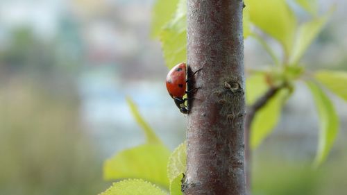 Close-up of a ladybug on stem