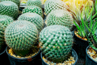 Close-up of succulent plant