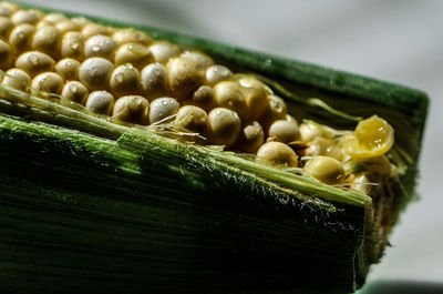 Close-up of fresh corn with water drops in plate