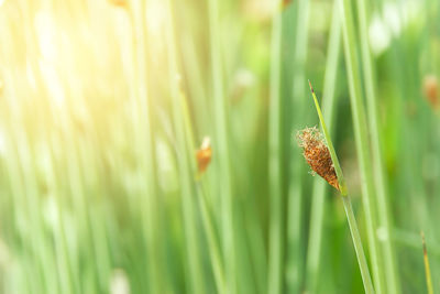 Closeup of papyrus grass on blurred greenery background with copy space for spring summer wallpaper