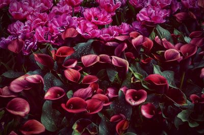 Full frame shot of pink flowering plants