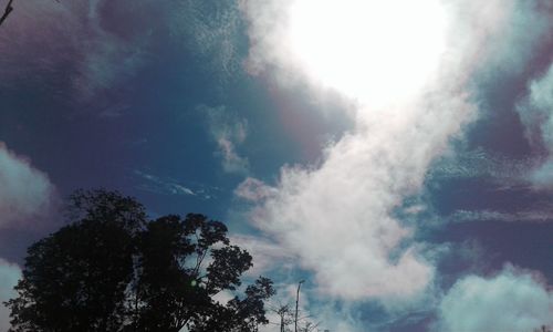 Low angle view of trees against sky