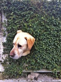 Dog looking away