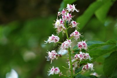 Close-up of pink flowering plant