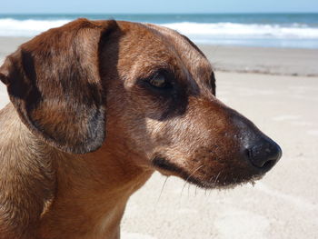 Close-up of dog at beach