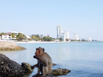 View of dog on beach against clear sky