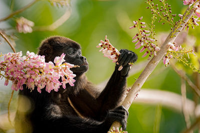 Close-up of monkey on plant