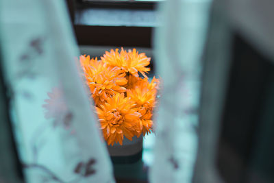 Close-up of yellow flowering plant