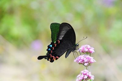 Close-up of butterfly pollinating on purple flower