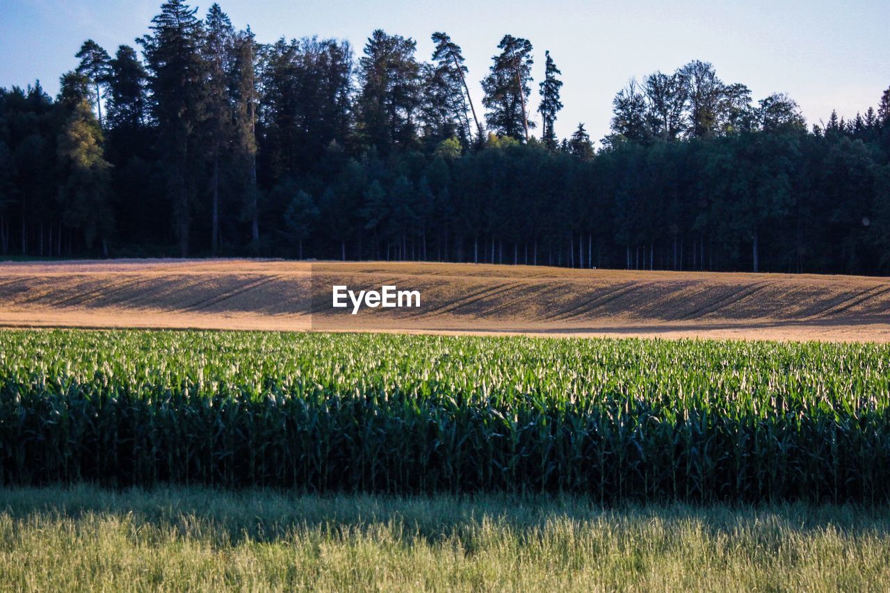 Scenic view of field against trees