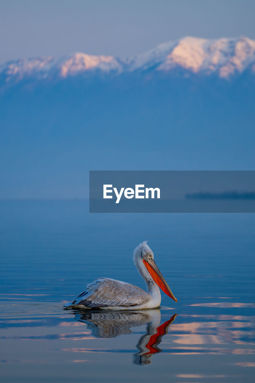 pelican perching on sea