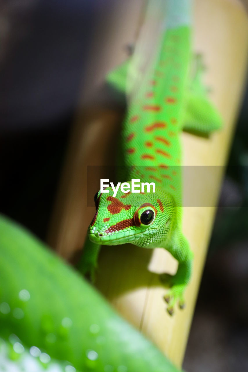 CLOSE-UP OF A LIZARD ON LEAF