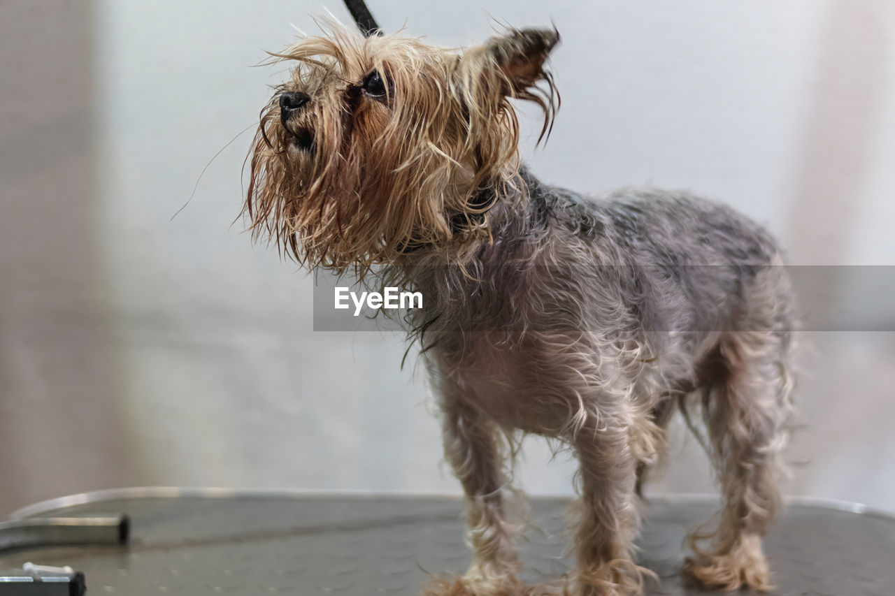 Yorkshire terrier dog gets nail cut hair grooming at salon and pet spa