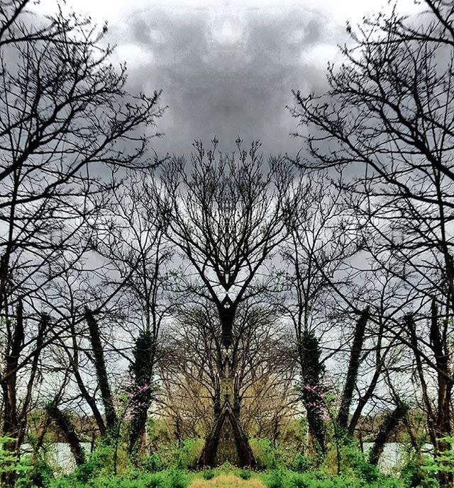 BARE TREES AND BARE TREES AGAINST CLOUDY SKY