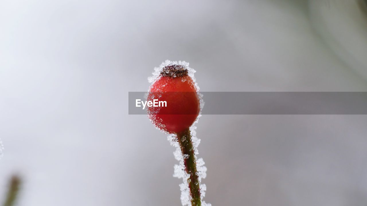 CLOSE-UP OF APPLE AGAINST SKY