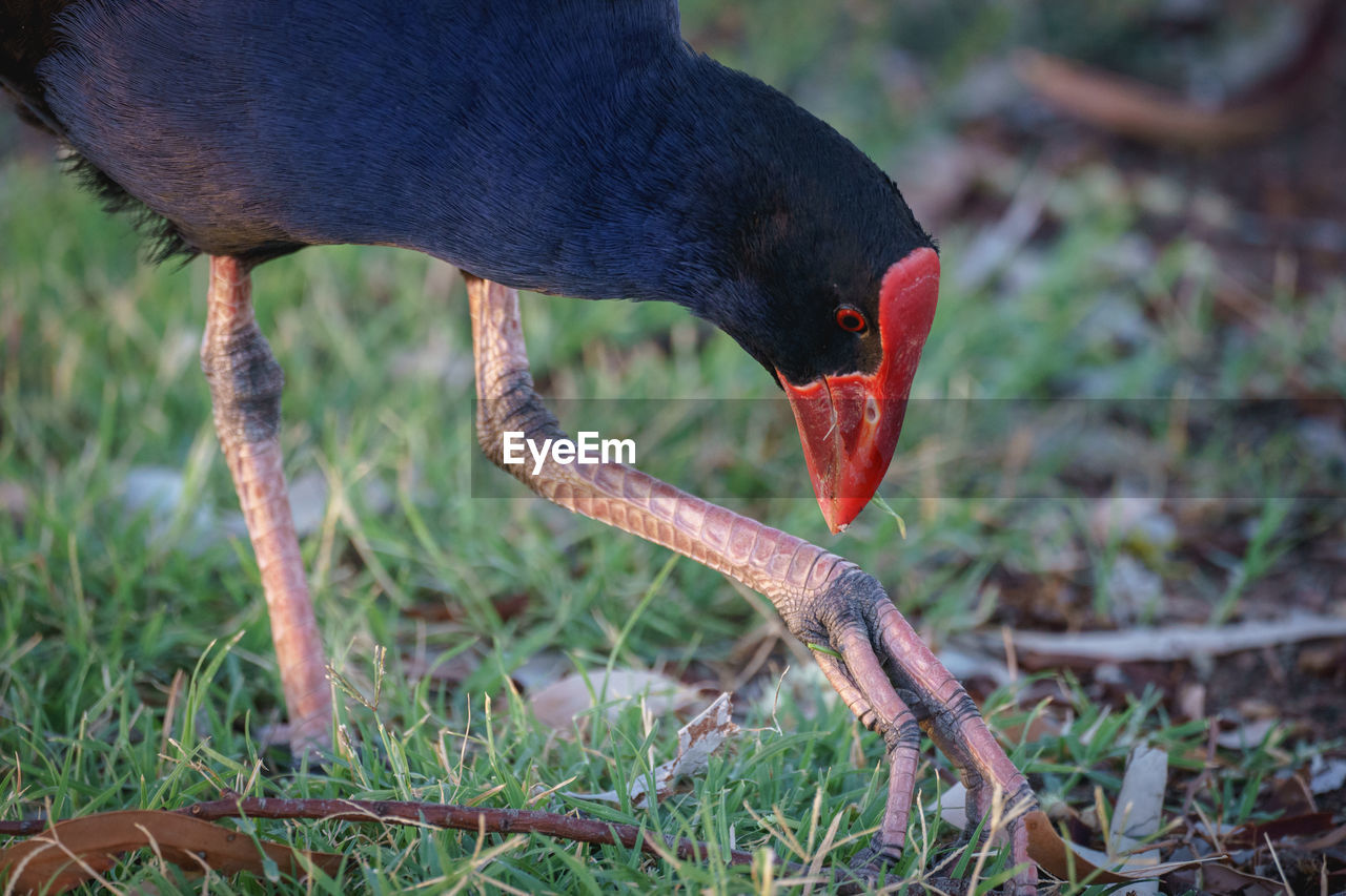 Purple swamphen, australia.